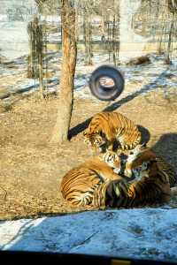 哈爾濱必打卡!東北虎林園與百獸之王0距離接觸!