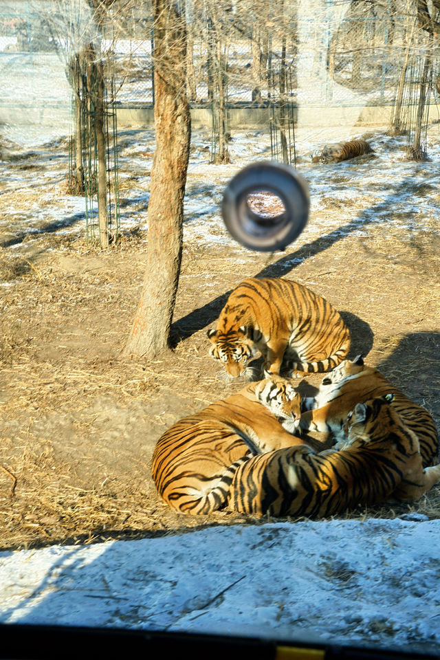 哈爾濱必打卡!東北虎林園與百獸之王0距離接觸! 哈爾濱必打卡!東北虎林園與百獸之王0距離接觸!