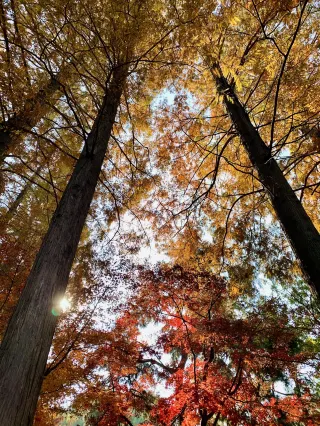 12.6 Real Shot | Stunning Red Maples at the North Slope Garden of Langshan