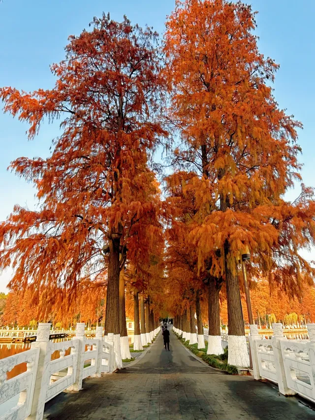 東湖的落羽杉紅了,快衝呀 東湖的落羽杉紅了,快衝呀