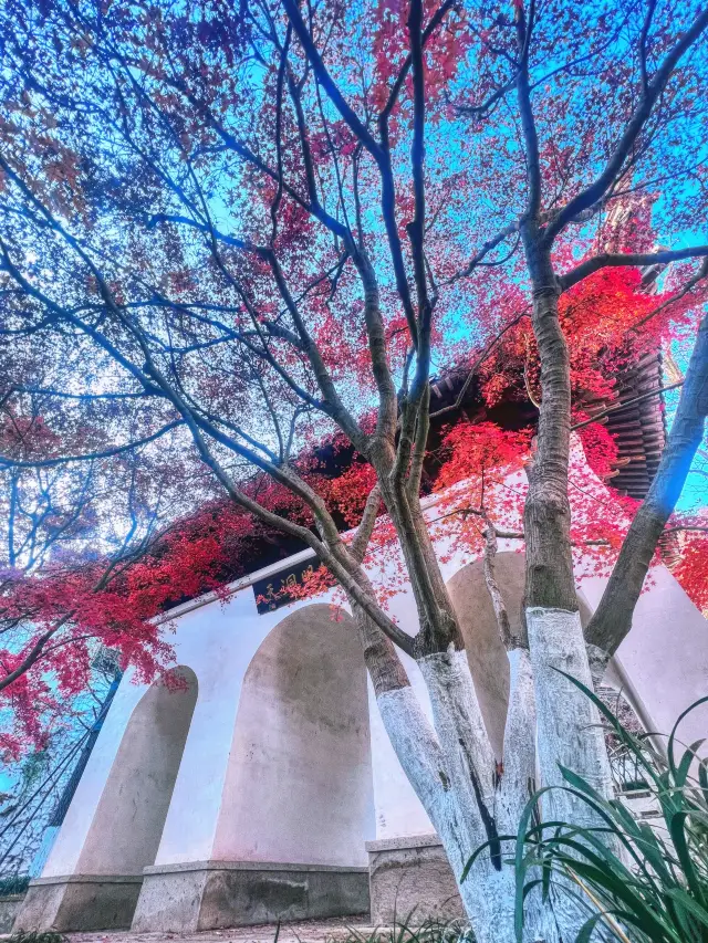 The Most Beautiful Maple Viewing Spot in Shaoxing