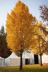 魔都看展|上海當代藝術博物館打卡,絕美光影藝術展