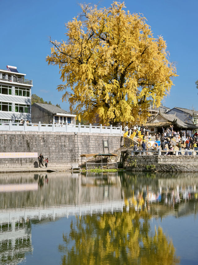 不是騰衝!在溫州!浙南12月濃烈的生命力~ 不是騰衝!在溫州!浙南12月濃烈的生命力~