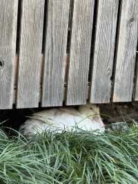 一座公園愛上一座城|我見到駱賓王詩裡的鵝