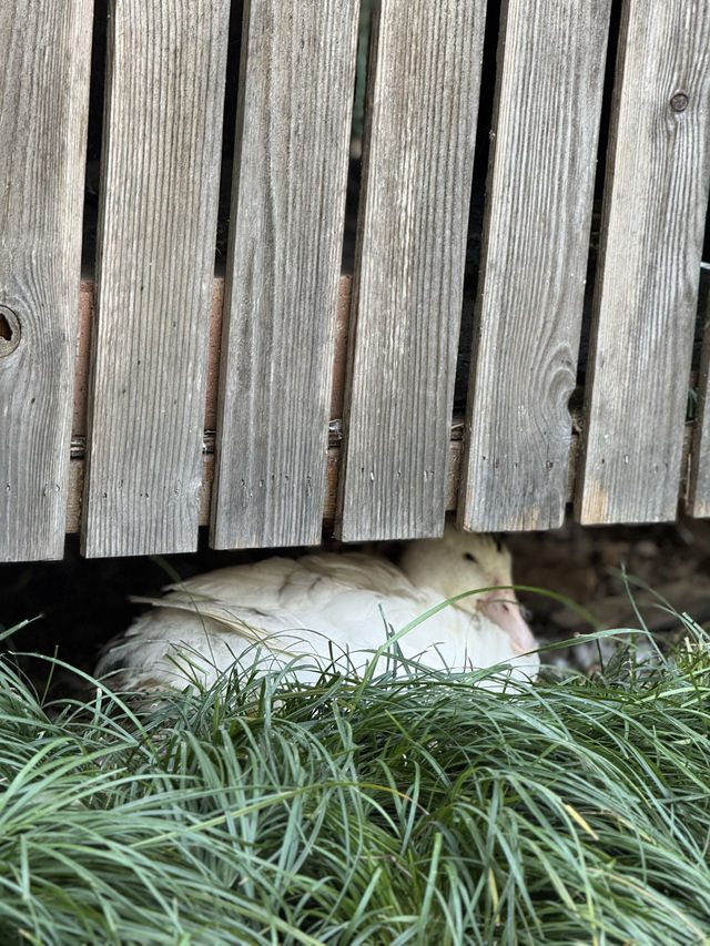 一座公園愛上一座城|我見到駱賓王詩裡的鵝 一座公園愛上一座城|我見到駱賓王詩裡的鵝