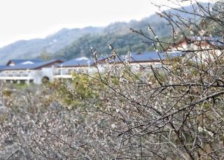 This year, watching the plum blossoms in Luhe was a lonely experience
