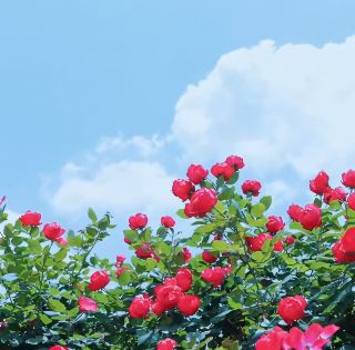 임창 융더 대설산 봄꽃 바다의 치유력