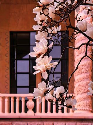 ดอกแมกโนเลียสีขาวที่อยู่ใต้กำแพงสูงสไตล์ยุโรปนั้นดูสง่างามและหรูหรา