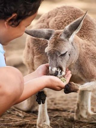 Wonderful Wildlife World Tour on Australia's North Coast