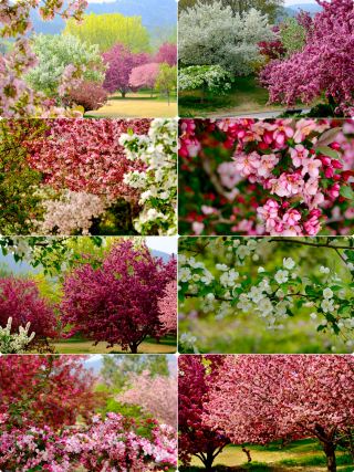 4.15 실사! 국가식물원 튤립+해당화! 최고의 조합