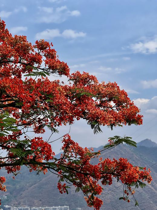 攀枝花の鳳凰花（市の花／鳳凰木） | Trip.com 攀枝花