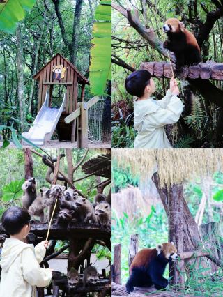 プーアルレッサーパンダ庄園は必ず子供を連れて一度は来るべきです
