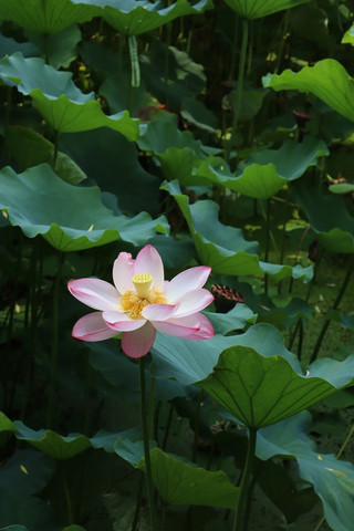 Yang Sheng'an Shrine and Guihu Park in Xindu | A date with a cultural garden
