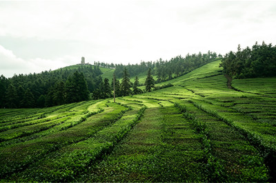 寧波の「小スイス」こと福泉山の茶畑は、言葉を失うほど癒やされる