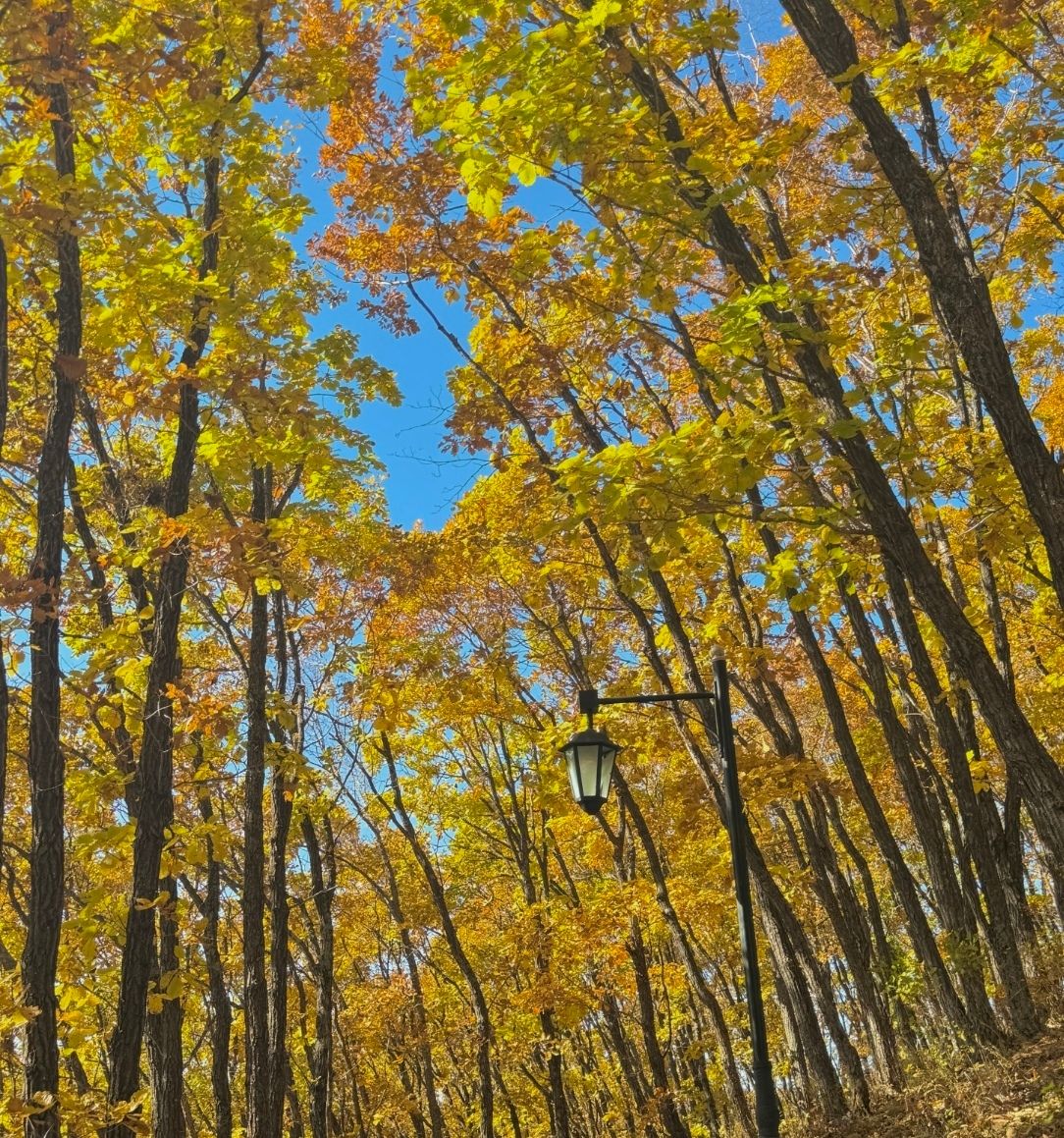 Head to Suifenhe This Golden Autumn: Admire Vibrant Forests and Explore a Sino-Russian Border Town