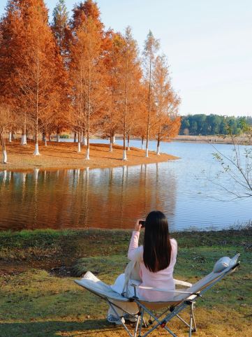 Come to Lu'an and find the shadows of autumn hidden in the metasequoia forest