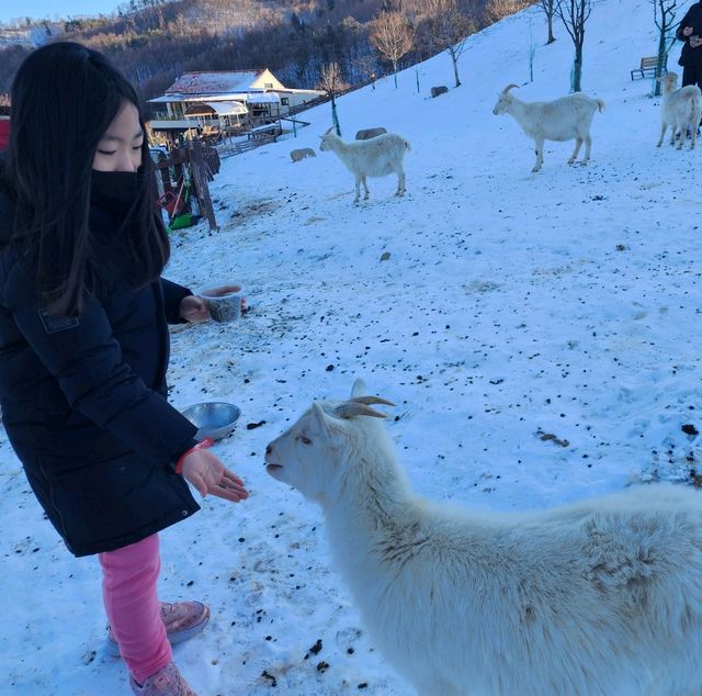 태백 겨울 가볼만한곳 몽토랑산양목장 