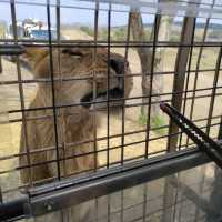 人生必到 野生動物餵食體驗