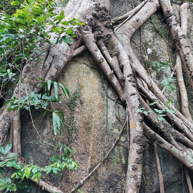 Yalong Bay Rainforest Paradise - take the bus up, but walk down to lose the crowds and enjoy the nature!