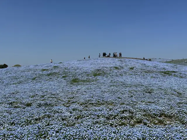 Sea of blue