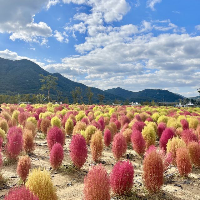양산 인생샷 명소 황산공원 너무 예뻐 ♥ 꽃 천국!
