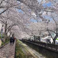 경남 꽃놀이 명소 모음🌸
