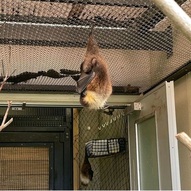 【東京都/伊豆大島】東京都立大島公園動物園