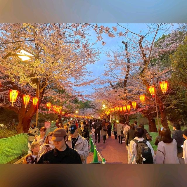 日櫻與夜櫻@上野公園