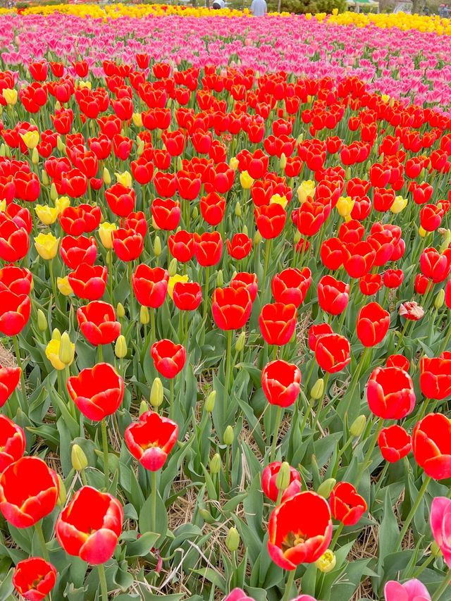 튤립과 유채를 한번에 볼 수 있는 봄꽃명소🌸🌷