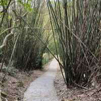 🌟台北天母｜天母古道 水管路步道 翠峰瀑布 健行親山