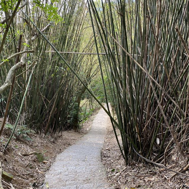 🌟台北天母｜天母古道 水管路步道 翠峰瀑布 健行親山