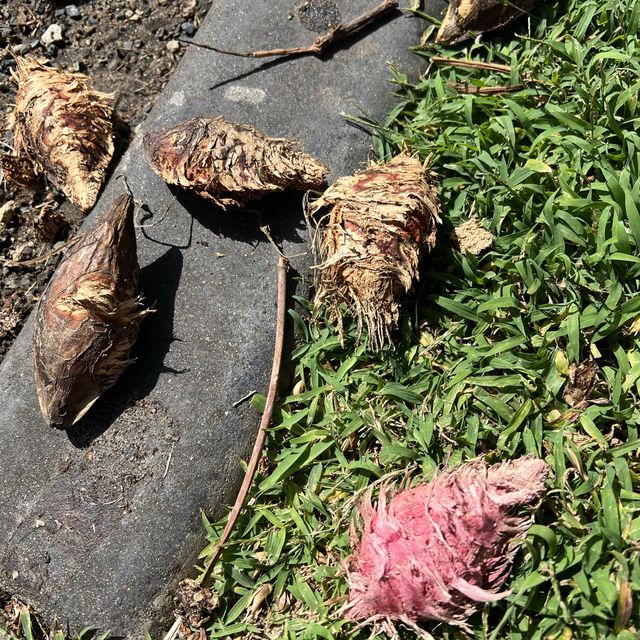 沙灘邊的游泳池