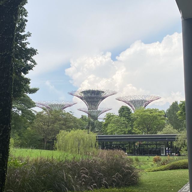 📍新加坡地標濱海灣花園🌌🌴