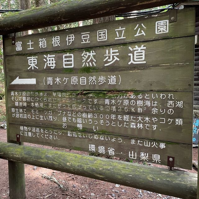 富岳風穴 WIND CAVE
