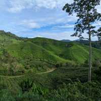 🫖 Unwind @ BOH Cameron Highlands