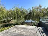 🌿 台中星泉湖：綠意盎然，柳樹倒影如畫！🏞️🌟