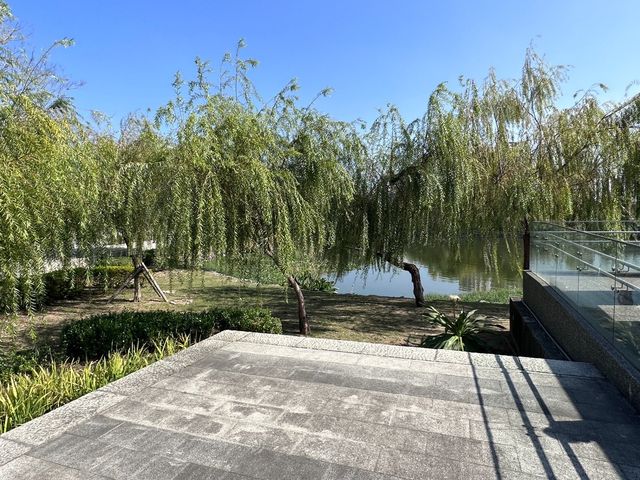 🌿 台中星泉湖：綠意盎然，柳樹倒影如畫！🏞️🌟