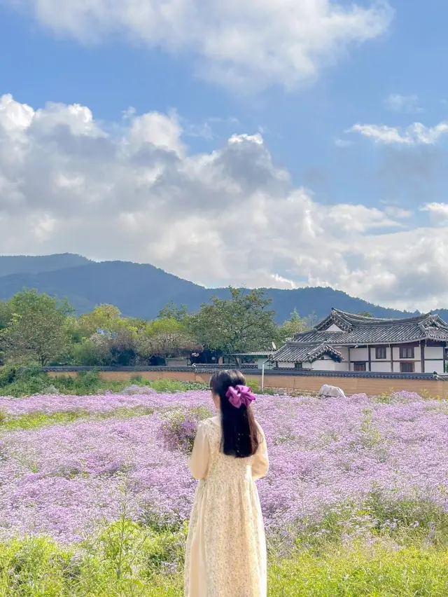 안동 하회마을에 가득 핀 보랏빛 개미취💜