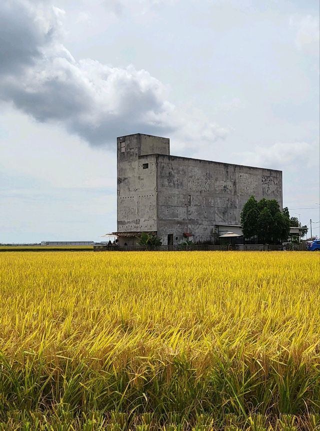 Up close with Sekinchan paddy fields