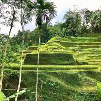 World UNESCO: Tegallalang Terraces
