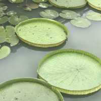 The Gardens of Panyu