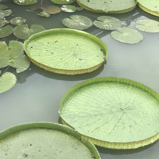 The Gardens of Panyu