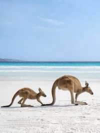 🏝️🦘🐨🦭阿德萊德袋鼠島～動物王國🏝️🦘🐨🦭