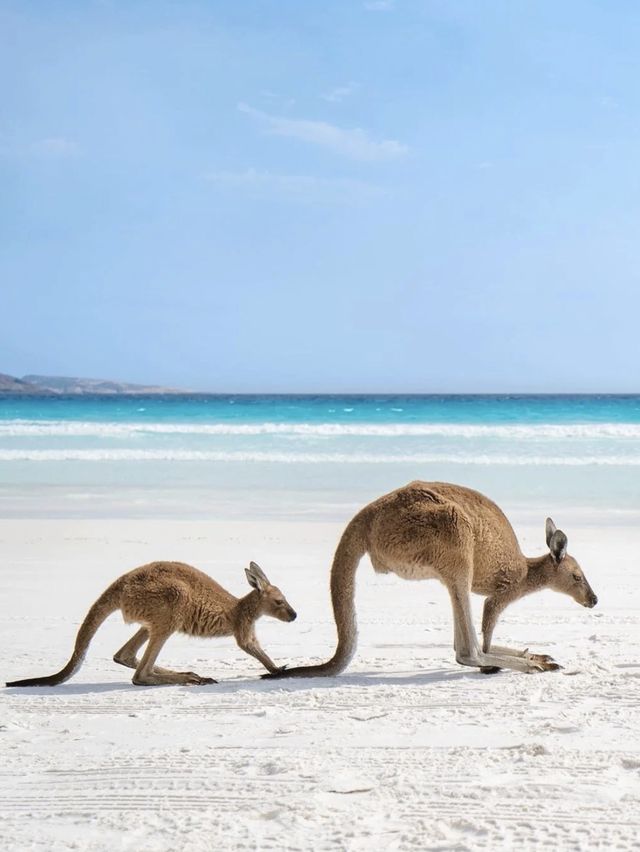 🏝️🦘🐨🦭阿德萊德袋鼠島～動物王國🏝️🦘🐨🦭