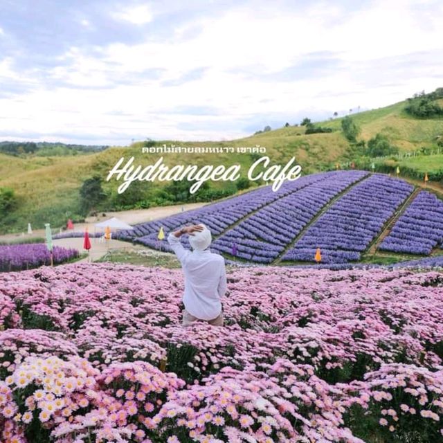 ไฮเดรนเยีย คาเฟ่ เขาค้อ - Hydrangea Cafe 
