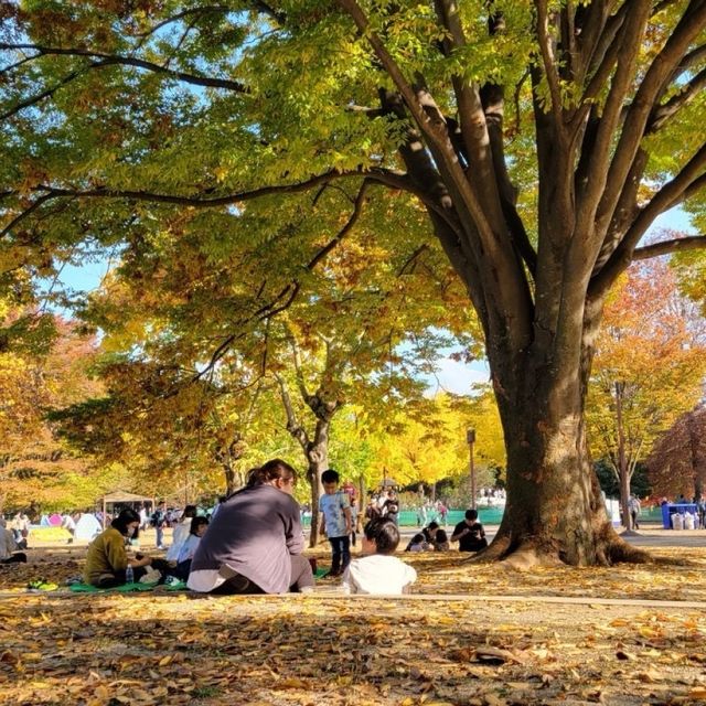 今が見ごろ！昭和記念公園かたらいのイチョウ並木🌲