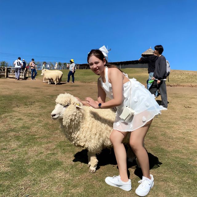 ฟาร์มแกะฟาร์มใจ ดอยช้าง เชียงราย🐑🍃✨