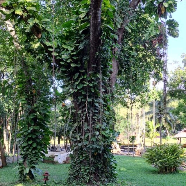 ลำปางริเวอร์ลอดจ์
