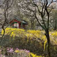 대전여행:: 봄꽃 가득한 우암사적공원🌸