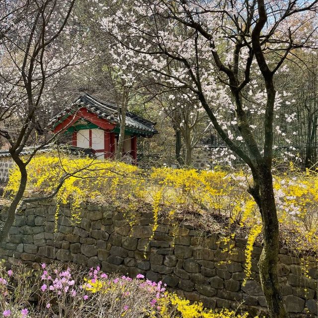 대전여행:: 봄꽃 가득한 우암사적공원🌸